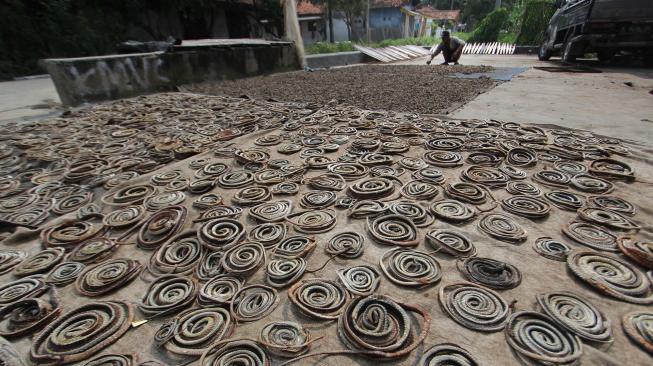 Pekerja membersihkan ular air untuk dikeringkan di desa Kertasura, Cirebon, Jawa Barat, Selasa (5/2). [ANTARA FOTO/Dedhez Anggara]