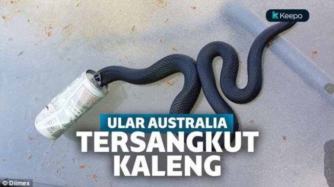 Ular-Ular Australia Nyangkut Berjamaah di Kaleng Minuman, Fenomena Apa Ini?