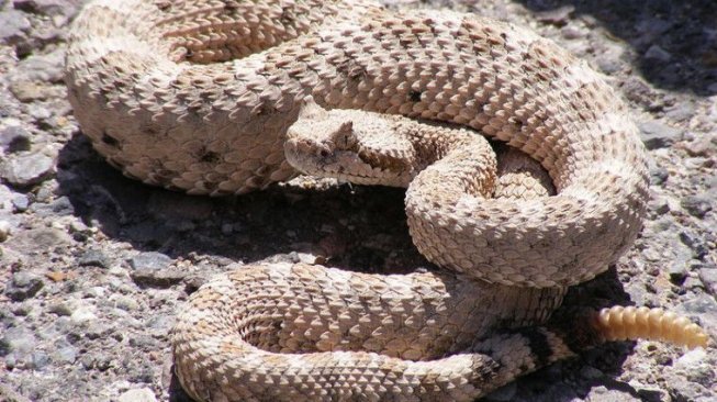 Fenomena Ular Tersangkut dalam Kaleng Bekas di Australia