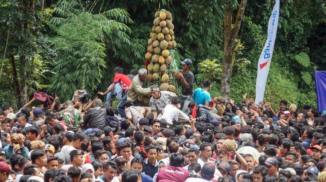 Ratusan warga berebut gunungan durian saat Festival Durian Lolong di Desa Lolong, Karanganyar, Kabupaten Pekalongan, Jawa Tengah, Sabtu (9/2). [ANTARA FOTO/Harviyan Perdana Putra]