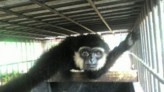 Satwa Ungko Dievakuasi Usai Serang Bocah