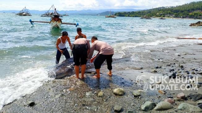 Hiu Paus Berbobot 300 Kg Terdampar di Pelabuhanratu Sukabumi