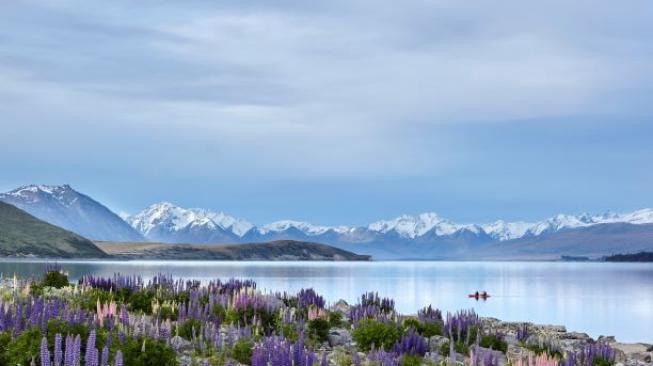 Lake Tekapo di Selandia Baru. (Tourism New Zealand) 