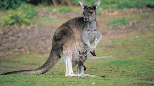 Kanguru di kawasan Blackwood River. (Tourism Western Australia)