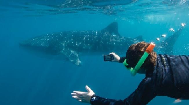 Pertualangan bawah laut. (Tourism Western Australia