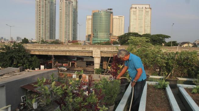 Abdulrahman (60) saat melakukan perawatan tanaman di atap rumahnya di daerah Cipete, Jakarta Selatan, Kamis (14/2). [Suara.com/Fakhri Hermansyah]
