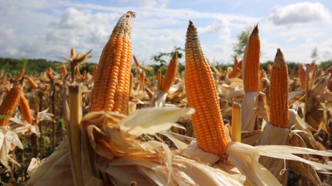 Kementan: Produksi Jagung Nasional Cukupi Kebutuhan Pakan Ternak