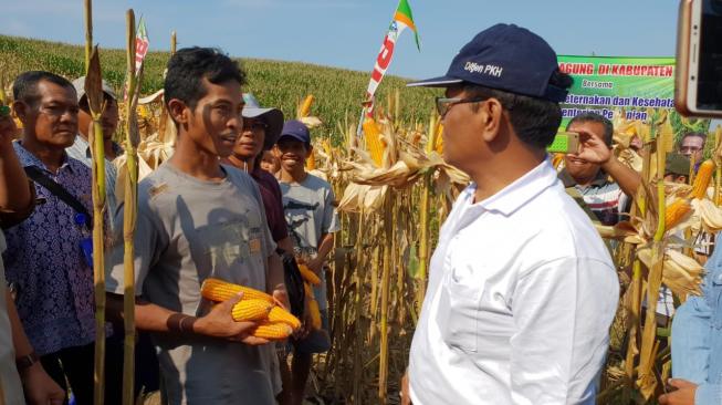 Panen Raya Jagung Blora, Kementan Jembatani Kerja Sama Petani-Peternak Ayam