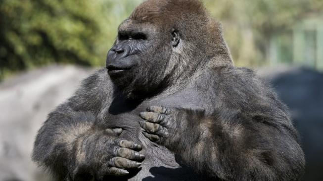 Ilustrasi Gorilla silverback (punggung perak). [AFP/Omar Torres]