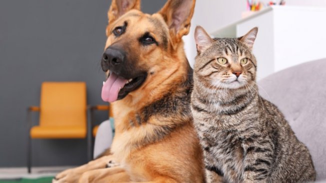 Tanpa Gejala, Seekor Kucing dan Anjing di Hong Kong Terinfeksi 