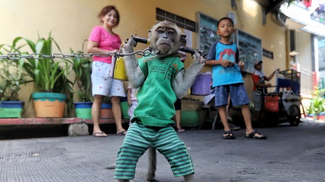 Atraksi topeng monyet di kawasan Sunter Jaya, Jakarta, Rabu (20/2). [Suara.com/Muhaimin A Untung]