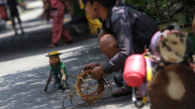 Atraksi topeng monyet di kawasan Sunter Jaya, Jakarta, Rabu (20/2). [Suara.com/Muhaimin A Untung]