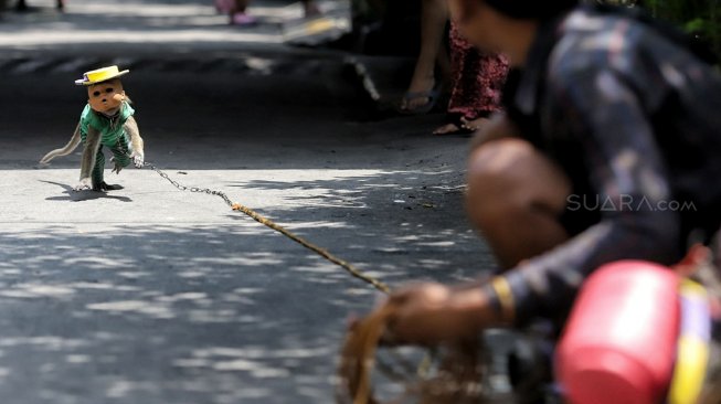 Atraksi topeng monyet di kawasan Sunter Jaya, Jakarta, Rabu (20/2). [Suara.com/Muhaimin A Untung]