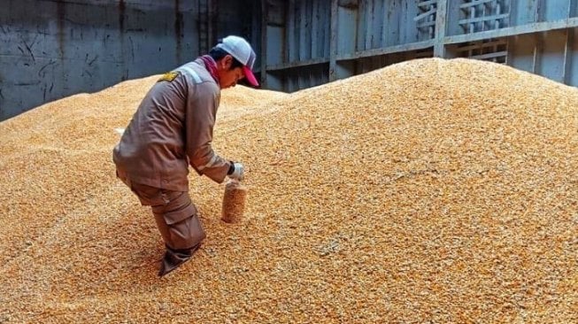 Kementan Minta Semua Pihak Bantu Agar Harga Jagung Tetap Stabil