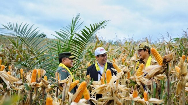 Menteri Pertanian (Mentan) Andi Amran Sulaiman, panen jagung. (Dok: Kementan)