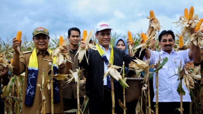 Menteri Pertanian Ikut Panen Jagung di Kalimantan Selatan