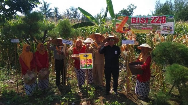 Kementan Berupaya Terus Agar Harga Jagung Tetap Stabil