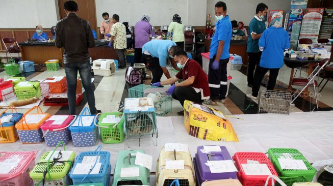 Petugas dari Rumah Sakit Hewan Jakarta melakukan sterilisasi gratis bagi kucing peliharaan di Kecamatan Duren Sawit, Jakarta Timur, Rabu (27/2). [Suara.com/Arief Hermawan P]