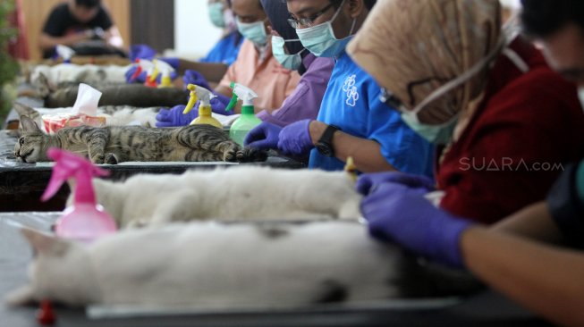 Petugas dari Rumah Sakit Hewan Jakarta melakukan sterilisasi gratis bagi kucing peliharaan di Kecamatan Duren Sawit, Jakarta Timur, Rabu (27/2). [Suara.com/Arief Hermawan P]