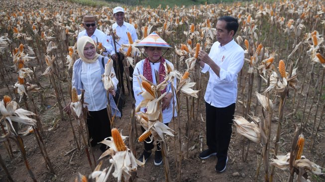 Presiden Joko Widodo didampingi Ibu Negara Iriana Joko Widodo memanen dalam acara panen raya jagung di Gorontalo, Jumat (1/3). [ANTARA FOTO/Akbar Nugroho Gumay]