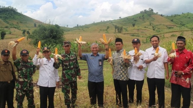 Kementan Kembali Tegaskan Akan Jaga Kestabilan Harga Jagung