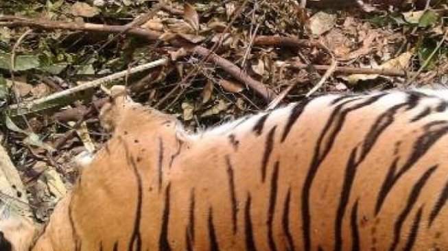 Pembunuh Harimau Sumatera Divonis 3 Tahun Penjara