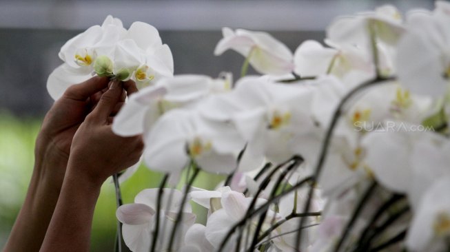 Pekerja merawat Anggrek (Orchidaceacea) hasil budidaya di Taman Anggrek Ragunan, Jakarta Selatan, Sabtu (2/3). [Suara.com/Arief Hermawan P]