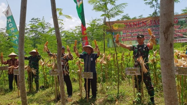 Kementan Kembali Panen Jagung, Kali Ini di Lumajang