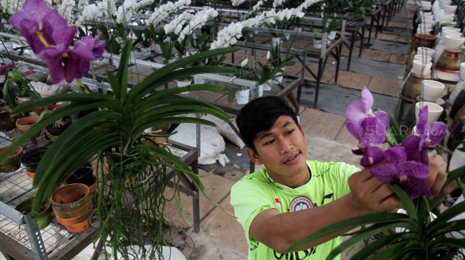 Pekerja merawat Anggrek (Orchidaceacea) hasil budidaya di Taman Anggrek Ragunan, Jakarta Selatan, Sabtu (2/3). [Suara.com/Arief Hermawan P]