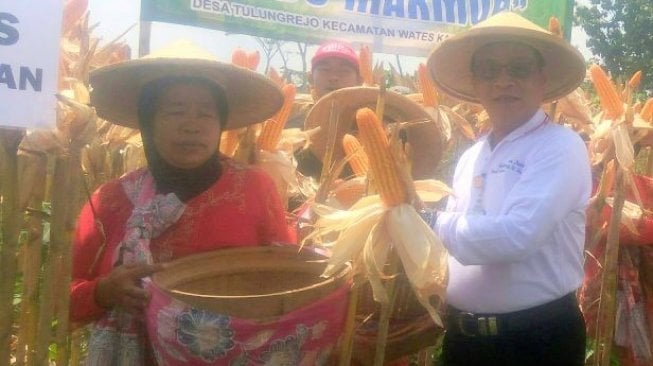 Kementan Pastikan Kestabilan Harga dan Pasokan Jagung Pakan Ternak