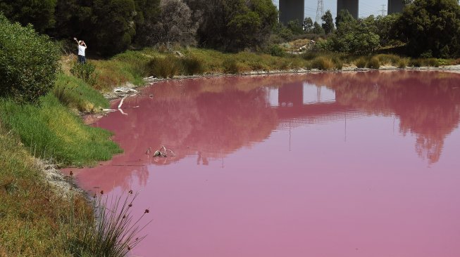 Suasana danau yang berubah warna menjadi pink di Westgate Park, Melbourne, Australia, Senin (4/3). [William WEST/AFP]