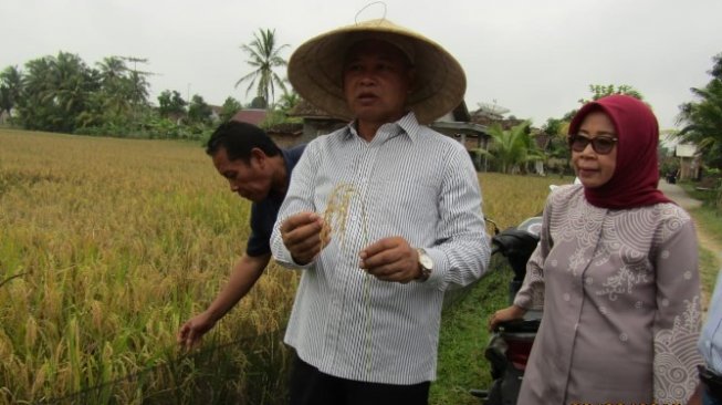 Kementan : Musim Kemarau Jadi Momentum Tepat Ajak Petani Asuransikan Sawah