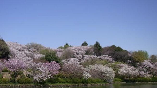 Lokasi Terbaik Menikmati Keindahan Sakura di Jepang, Apalagi Bawa Pasangan