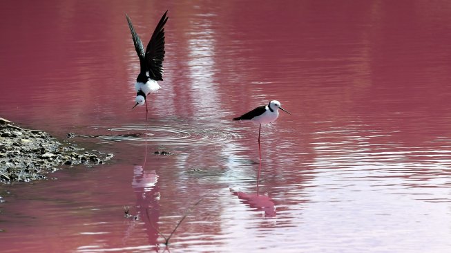 Suasana danau yang berubah warna menjadi pink di Westgate Park, Melbourne, Australia, Senin (4/3). [William WEST/AFP]