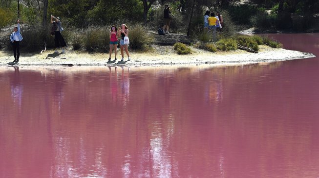 Suasana danau yang berubah warna menjadi pink di Westgate Park, Melbourne, Australia, Senin (4/3). [William WEST/AFP]]