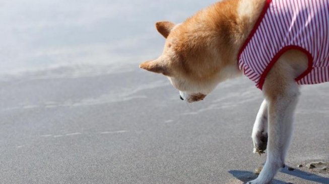 Pertama Kali ke Pantai, Gemesnya Atraksi Anjing Ini Saat Kegirangan