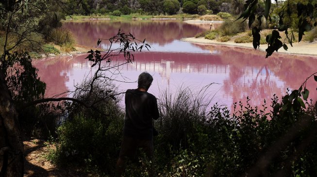 Suasana danau yang berubah warna menjadi pink di Westgate Park, Melbourne, Australia, Senin (4/3). [William WEST/AFP]