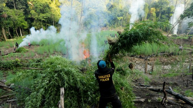 Personel Polres Aceh Besar memusnahkan ladang ganja di kawasan hutan Montasik, Aceh Besar, Aceh, Rabu (6/3).  [ANTARA FOTO/Irwansyah Putra]