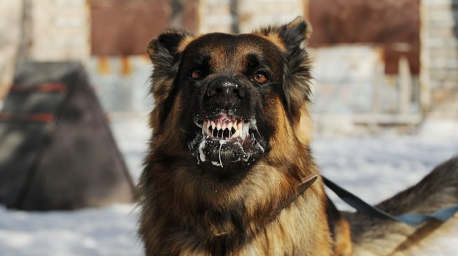 Seekor Anjing Diduga Rabies Serang 3 Warga Saat Nyepi di Buleleng