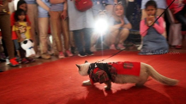 Sejumlah kucing tampil dalam peragaan busana di kantor DPP Partai Gerindra, Jakarta, Sabtu (9/3). [Suara.com/Arief Hermawan P]