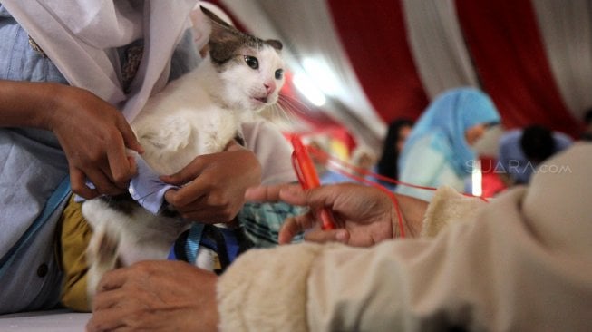 Sejumlah kucing tampil dalam peragaan busana di kantor DPP Partai Gerindra, Jakarta, Sabtu (9/3). [Suara.com/Arief Hermawan P]