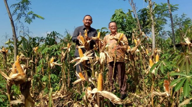 Jaga Kestabilan Harga, PT Sido Agung Agro Prima Beli Jagung Petani