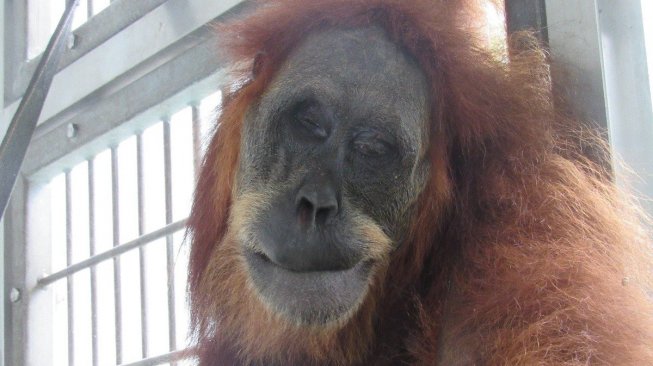 Biadab! Orangutan Dihujani 74 Peluru, Ini Penampakan Kondisinya