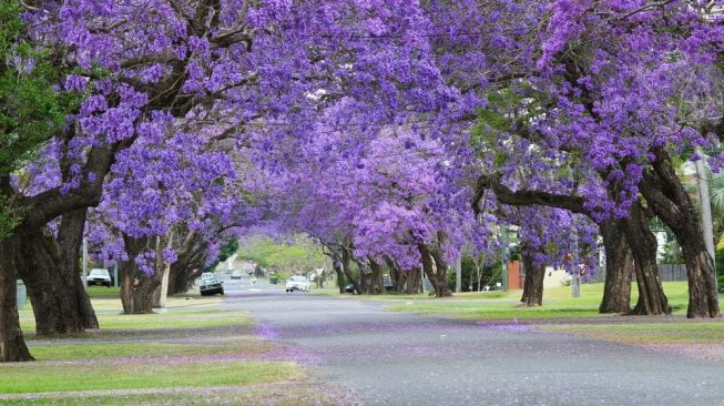 Lima destinasi wisata paling Instagrammable di Australia. (shutterstock)