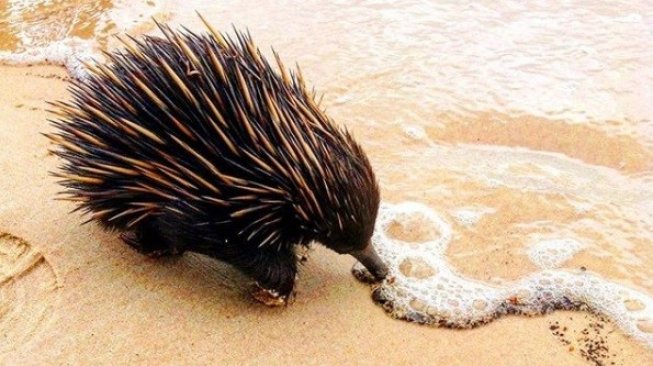 Platypus. (Instagram/@australia)