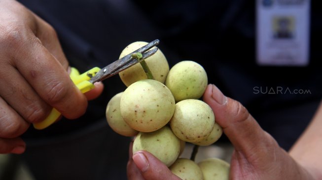 Petugas dari Cagar Buah Condet (CBC) menunjukkan buah Duku yang baru dipanen di lahan milik Dinas Kelautan, Pertanian dan Ketahanan Pangan milik Pemprov DKI, Kramat jati, Jakarta, Kamis (14/3). [Suara.com/Arief Hermawan P]