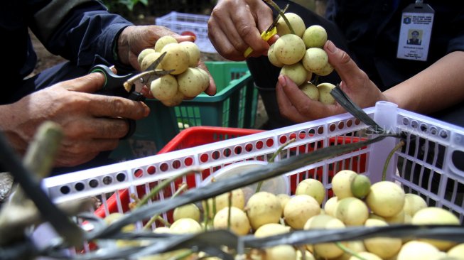 Petugas dari Cagar Buah Condet (CBC) menunjukkan buah Duku yang baru dipanen di lahan milik Dinas Kelautan, Pertanian dan Ketahanan Pangan milik Pemprov DKI, Kramat jati, Jakarta, Kamis (14/3). [Suara.com/Arief Hermawan P]