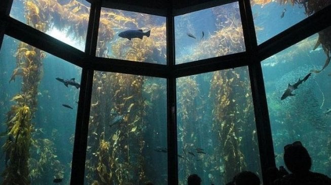 Menginap di Dasar Laut Monterey Bay Aquarium, Sensasinya Luar Biasa