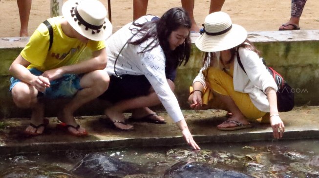 Wisatawan asing menyentuh penyu hijau di Pulau Penyu, Tanjung Benoa, Bali, Minggu (17/3).  [Suara.com/Oke Atmaja]