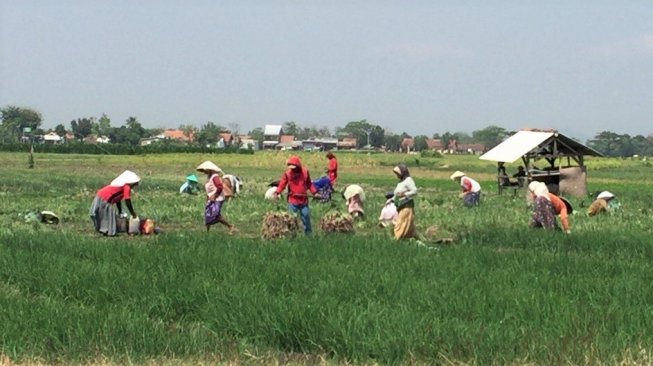 Petani Produktif Tanpa KUR Bisa Ajukan Pinjaman UMi